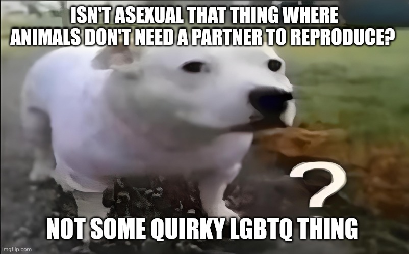 Huh Dog | ISN'T ASEXUAL THAT THING WHERE ANIMALS DON'T NEED A PARTNER TO REPRODUCE? NOT SOME QUIRKY LGBTQ THING | image tagged in huh dog | made w/ Imgflip meme maker