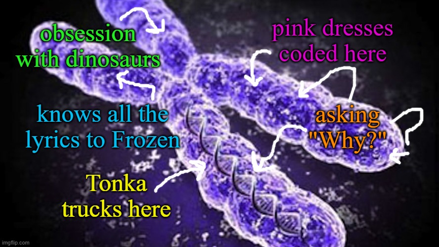 Chromosome | pink dresses coded here Tonka trucks here obsession with dinosaurs knows all the lyrics to Frozen asking "Why?" | image tagged in chromosome | made w/ Imgflip meme maker