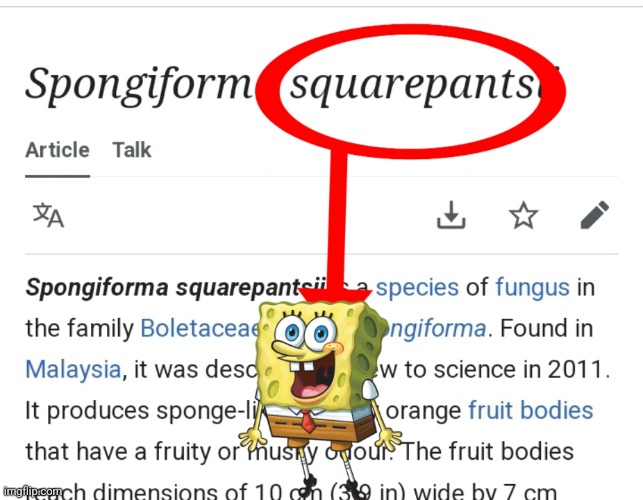 Spongiform Squarepantsii | image tagged in spongiform squarepantsii | made w/ Imgflip meme maker