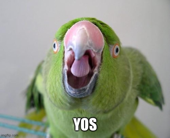 Parrot | YOS | image tagged in parrot | made w/ Imgflip meme maker