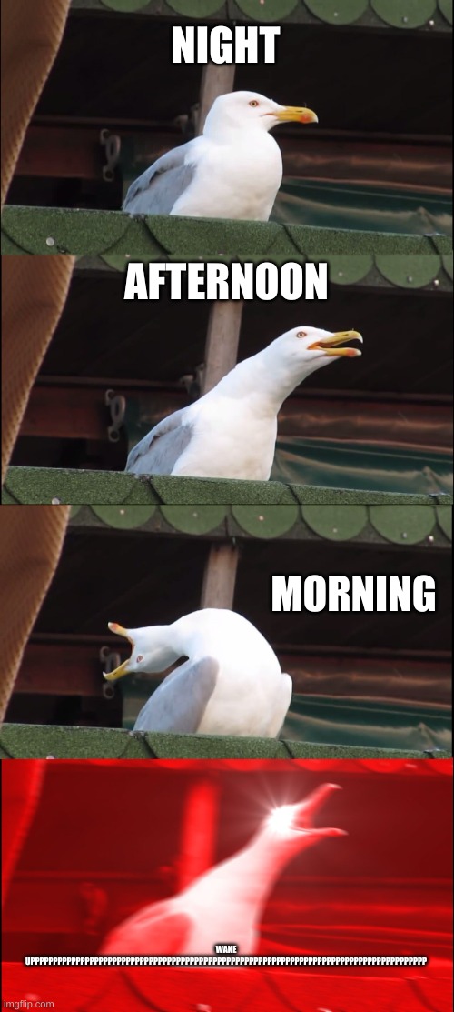 Inhaling Seagull | NIGHT; AFTERNOON; MORNING; WAKE UPPPPPPPPPPPPPPPPPPPPPPPPPPPPPPPPPPPPPPPPPPPPPPPPPPPPPPPPPPPPPPPPPPPPPPPPPPPPPPPPPPPPPPP | image tagged in memes,inhaling seagull | made w/ Imgflip meme maker