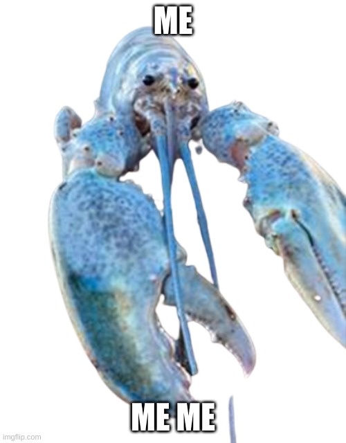 ZZZZZZZZZZz | ME; ME ME | image tagged in hattie the cotton candy blue lobster staring at you | made w/ Imgflip meme maker
