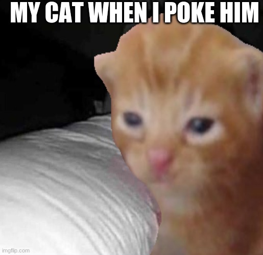 true story | MY CAT WHEN I POKE HIM | image tagged in cats,not repost | made w/ Imgflip meme maker