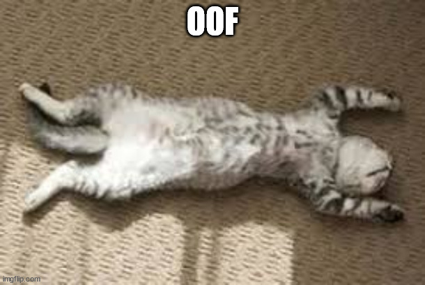 Play Dead Cat | OOF | image tagged in play dead cat | made w/ Imgflip meme maker