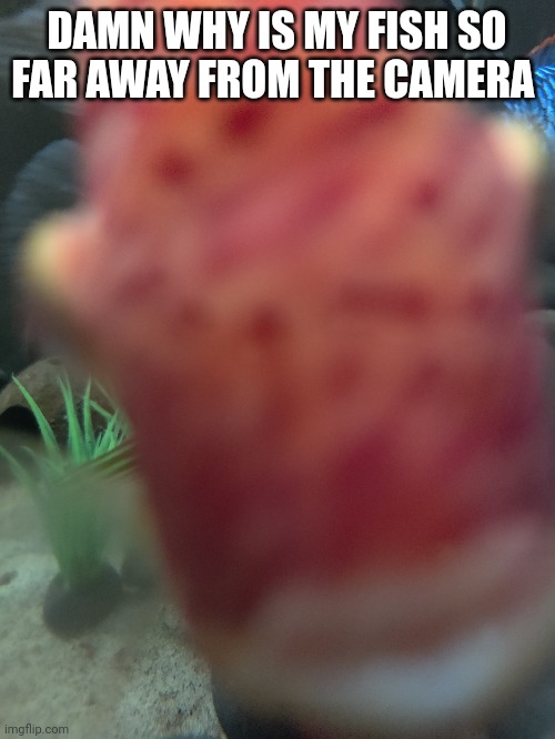 DAMN WHY IS MY FISH SO FAR AWAY FROM THE CAMERA | made w/ Imgflip meme maker