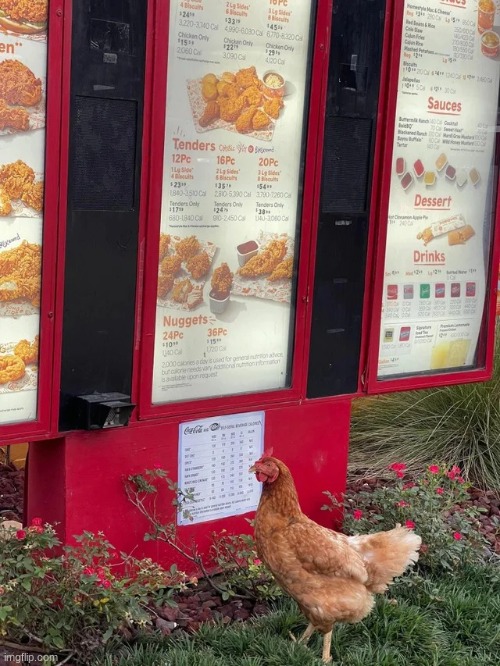 Chicken at Popeyes... what's it planning? | image tagged in funny,animals,funny animals | made w/ Imgflip meme maker