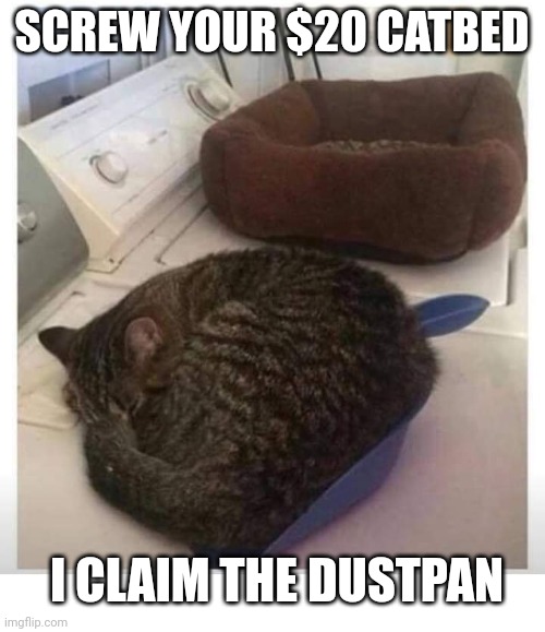 KITTY LIKES THE DUSTPAN MORE | SCREW YOUR $20 CATBED; I CLAIM THE DUSTPAN | image tagged in cats,funny cats | made w/ Imgflip meme maker