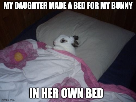 HE'S A LITTLE PRINCESS | MY DAUGHTER MADE A BED FOR MY BUNNY; IN HER OWN BED | image tagged in bunny,bunnies,rabbit | made w/ Imgflip meme maker