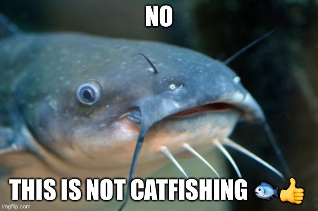 Catfish Catfish  | NO THIS IS NOT CATFISHING ?? | image tagged in catfish catfish | made w/ Imgflip meme maker