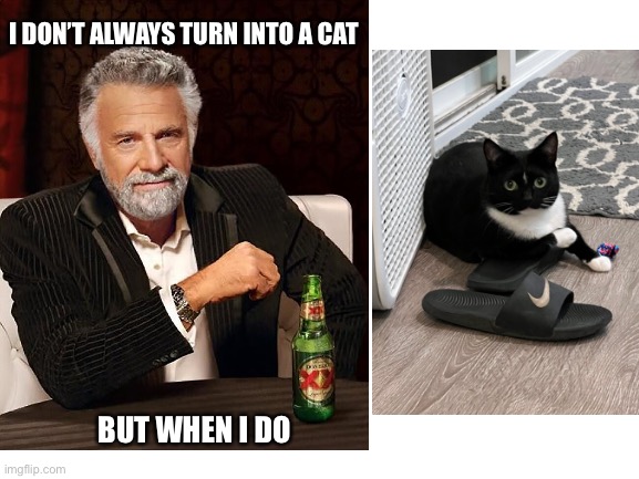 The most interesting cat in the world | I DON’T ALWAYS TURN INTO A CAT; BUT WHEN I DO | image tagged in cats | made w/ Imgflip meme maker