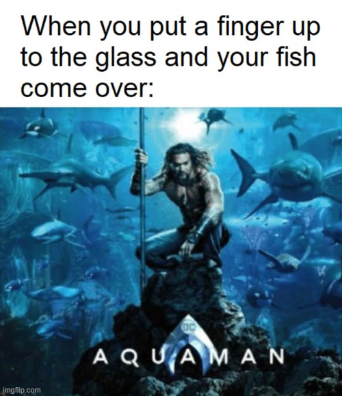 This rare feeling makes it all worth the trouble... | image tagged in vince vance,aquarium,memes,fish,aquaman | made w/ Imgflip meme maker