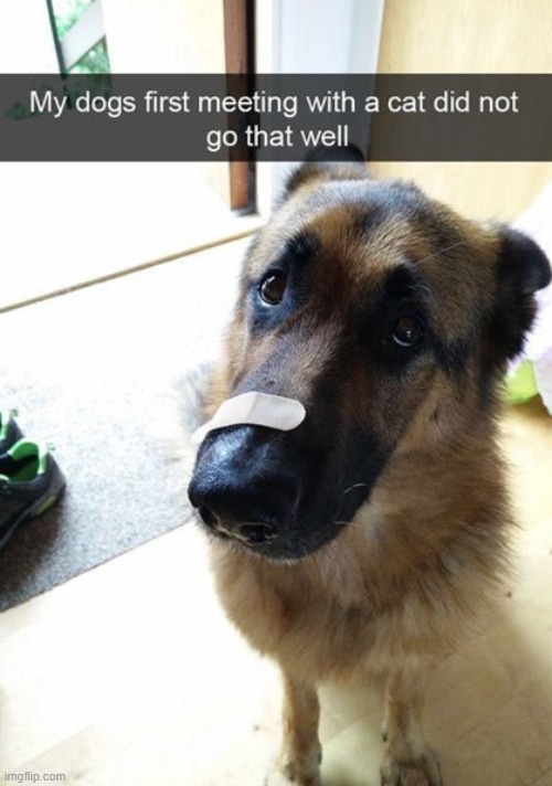 image tagged in dogs | made w/ Imgflip meme maker