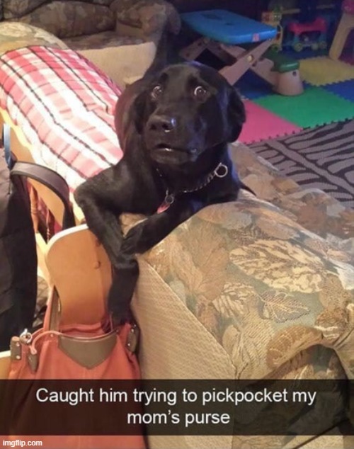 image tagged in dogs | made w/ Imgflip meme maker