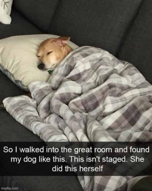 image tagged in dogs | made w/ Imgflip meme maker