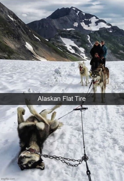 image tagged in dogs | made w/ Imgflip meme maker