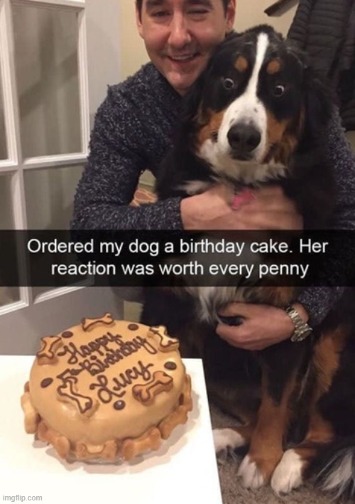 image tagged in dogs | made w/ Imgflip meme maker