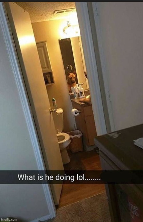 image tagged in dogs | made w/ Imgflip meme maker