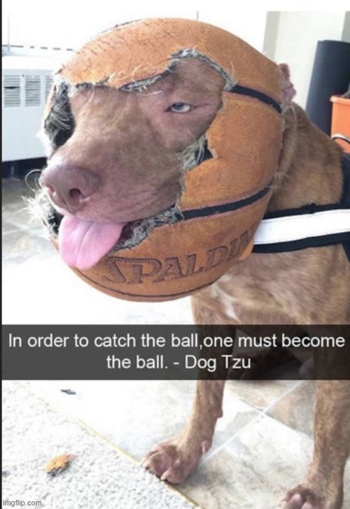 image tagged in dogs | made w/ Imgflip meme maker
