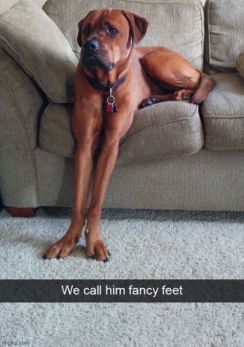 image tagged in dogs | made w/ Imgflip meme maker