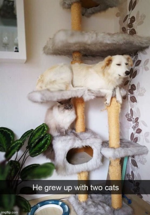image tagged in dogs | made w/ Imgflip meme maker