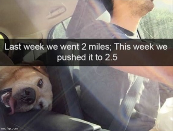 image tagged in dogs | made w/ Imgflip meme maker