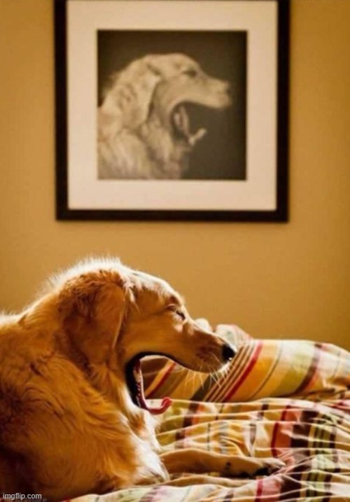 image tagged in dogs | made w/ Imgflip meme maker
