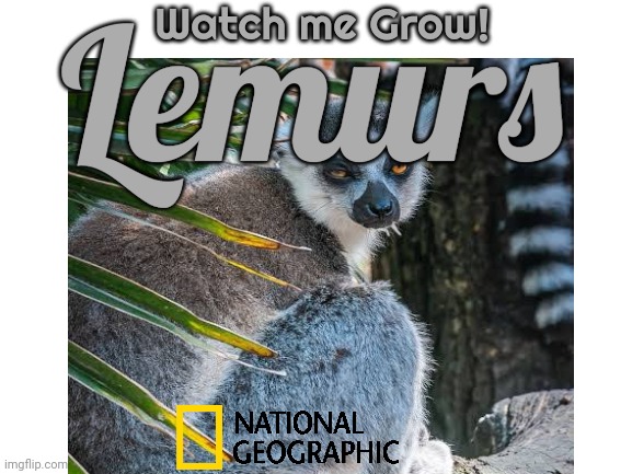 Watch Me Grows! Lemurs | Watch me Grow! Lemurs | image tagged in lemur,animal | made w/ Imgflip meme maker