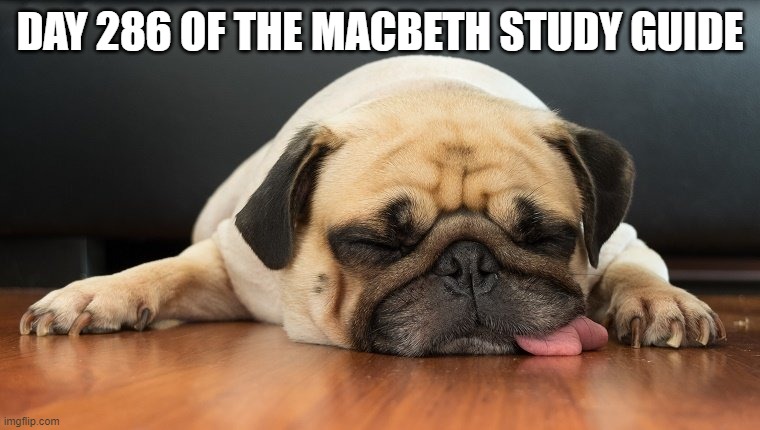 Dog tired | DAY 286 OF THE MACBETH STUDY GUIDE | image tagged in dog tired | made w/ Imgflip meme maker