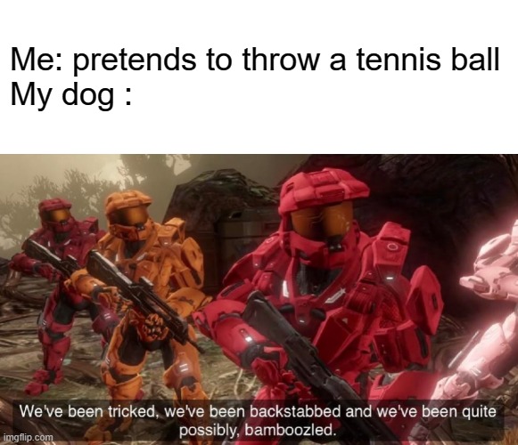d o g | Me: pretends to throw a tennis ball
My dog : | image tagged in blank white template,we've been tricked | made w/ Imgflip meme maker