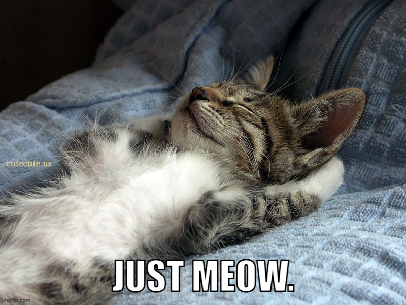 sleeping cat | JUST MEOW. | image tagged in sleeping cat | made w/ Imgflip meme maker