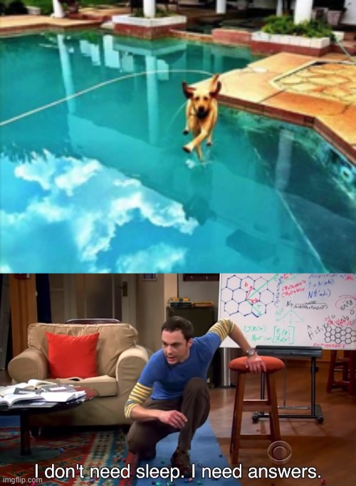 image tagged in i don't need sleep i need answers,dogs | made w/ Imgflip meme maker