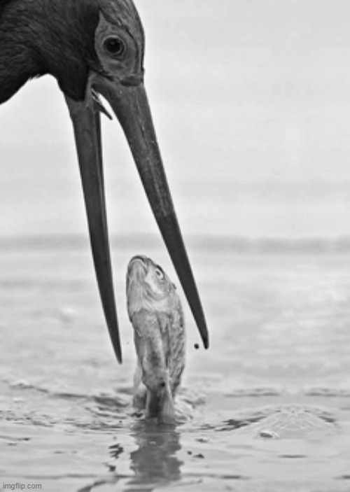 image tagged in awesome | made w/ Imgflip meme maker