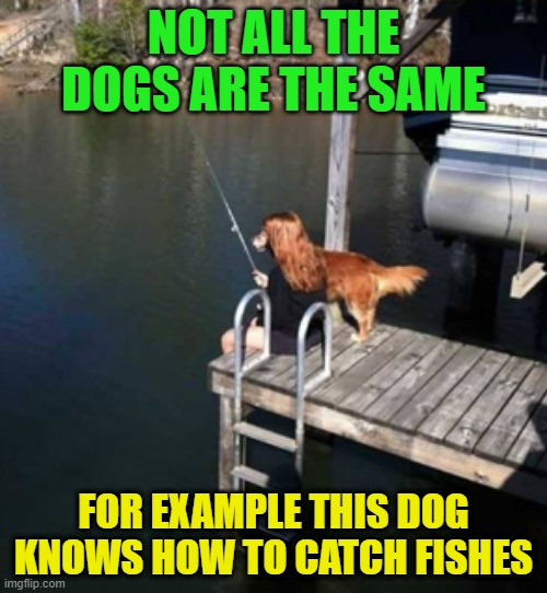 NOT ALL THE DOGS ARE THE SAME; FOR EXAMPLE THIS DOG KNOWS HOW TO CATCH FISHES | image tagged in dogs | made w/ Imgflip meme maker