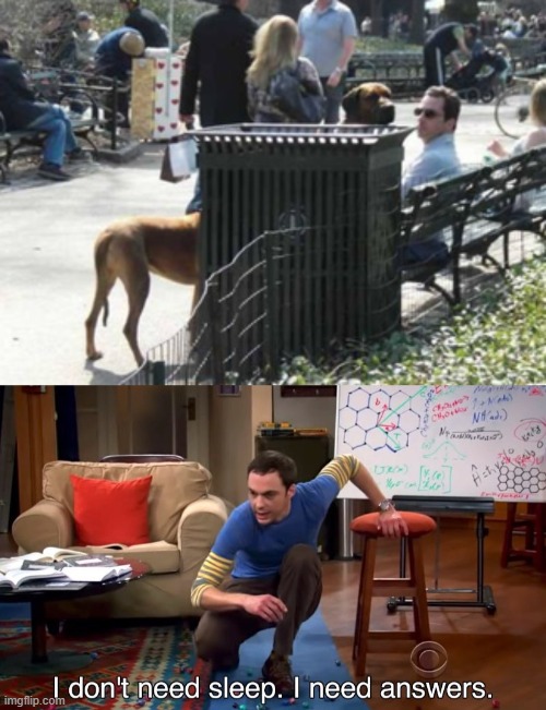 image tagged in i don't need sleep i need answers,dogs | made w/ Imgflip meme maker