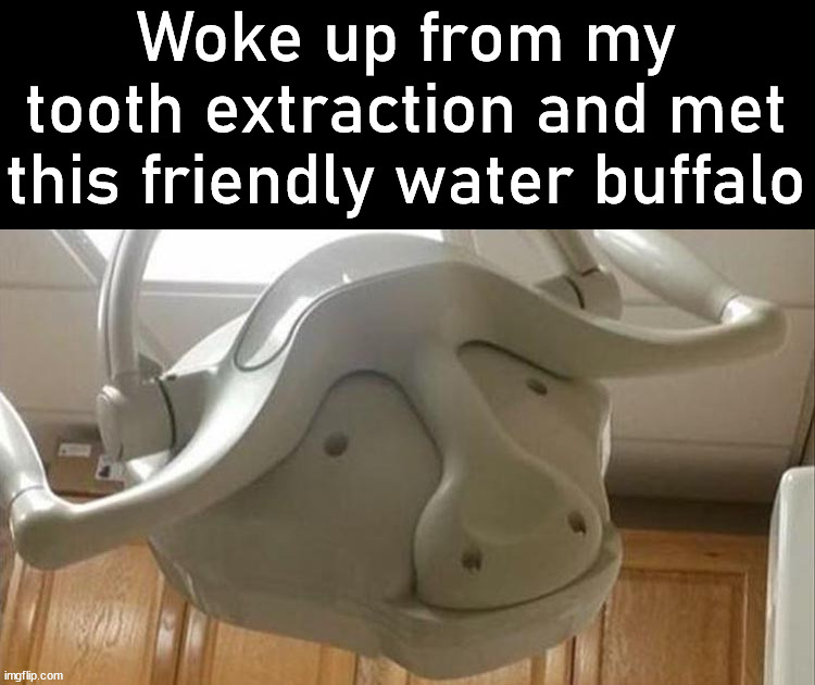Just a little high on dental gas | Woke up from my tooth extraction and met this friendly water buffalo | image tagged in totally looks like,water,buffalo,dentist,gas | made w/ Imgflip meme maker