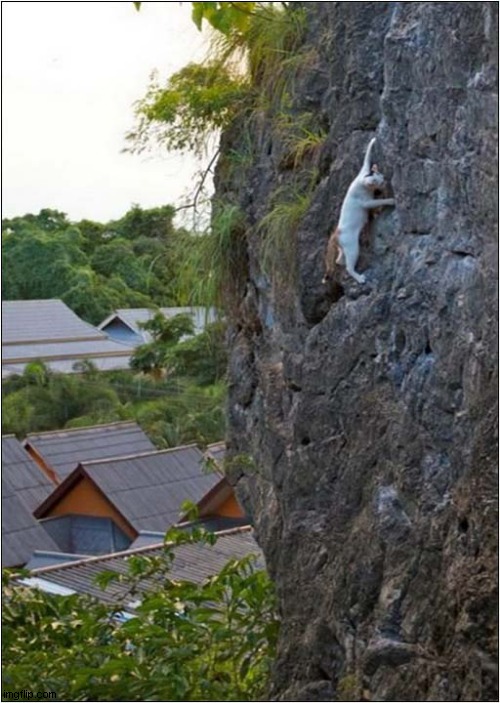 Free Climbing Cat ! | image tagged in cats,rock climbing | made w/ Imgflip meme maker