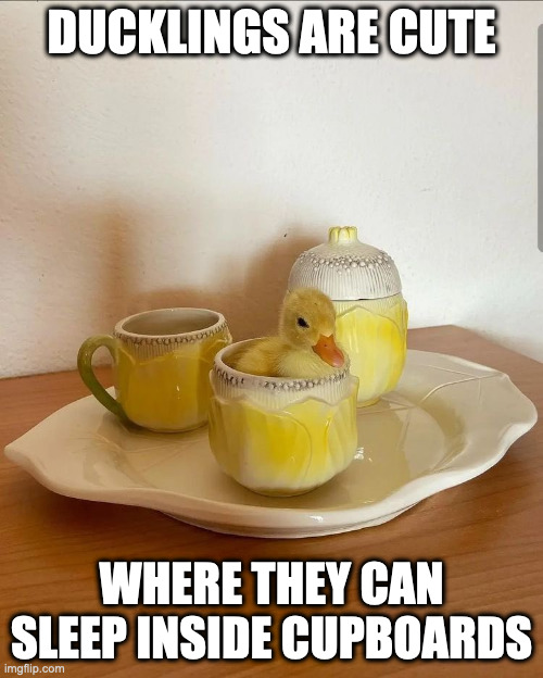 Duckling in Teacup | DUCKLINGS ARE CUTE; WHERE THEY CAN SLEEP INSIDE CUPBOARDS | image tagged in teacup,duck,memes | made w/ Imgflip meme maker