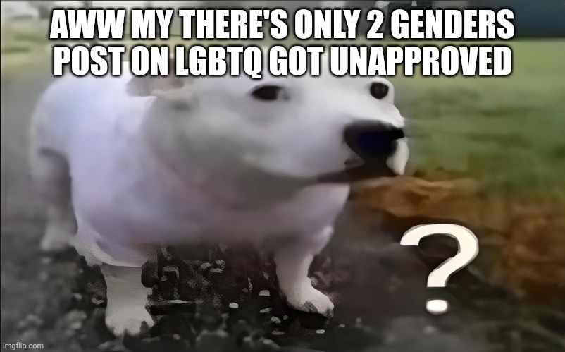 Huh Dog | AWW MY THERE'S ONLY 2 GENDERS POST ON LGBTQ GOT UNAPPROVED | image tagged in huh dog | made w/ Imgflip meme maker