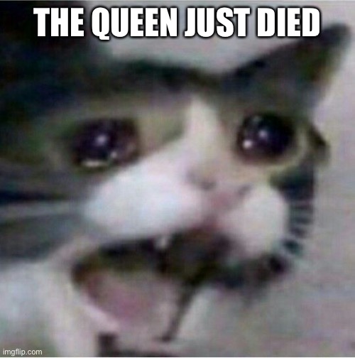 . | THE QUEEN JUST DIED | image tagged in crying cat | made w/ Imgflip meme maker