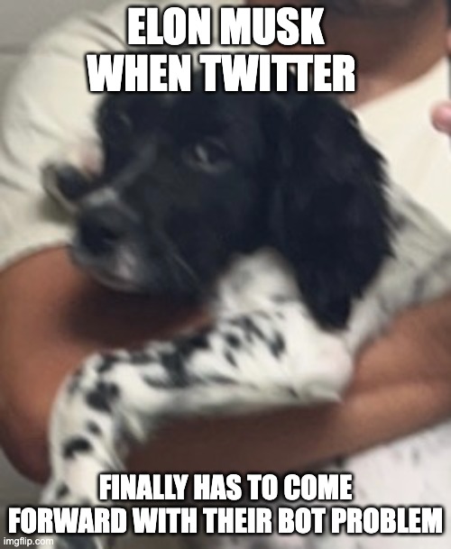 cash | ELON MUSK WHEN TWITTER; FINALLY HAS TO COME FORWARD WITH THEIR BOT PROBLEM | image tagged in dog | made w/ Imgflip meme maker