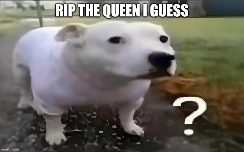 Huh Dog | RIP THE QUEEN I GUESS | image tagged in huh dog | made w/ Imgflip meme maker