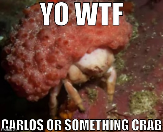YO WTF; CARLOS OR SOMETHING CRAB | made w/ Imgflip meme maker