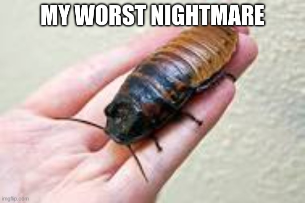 my worst nightmare | MY WORST NIGHTMARE | image tagged in my worst nightmare | made w/ Imgflip meme maker