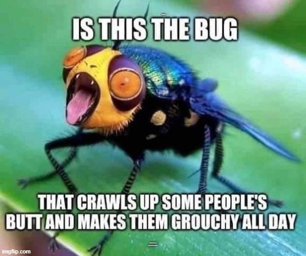 the bug | IS THIS THE BUG; THAT CRAWLS UP SOME PEOPLES BUTT AND MAKES THEM GROUCHY ALL DAY? | image tagged in bug,grouchy | made w/ Imgflip meme maker