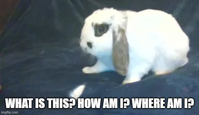 Confused rabbit | WHAT IS THIS? HOW AM I? WHERE AM I? | image tagged in confused rabbit | made w/ Imgflip meme maker