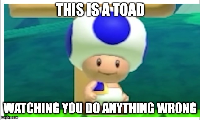 This is a Toad | THIS IS A TOAD; WATCHING YOU DO ANYTHING WRONG | image tagged in toad | made w/ Imgflip meme maker