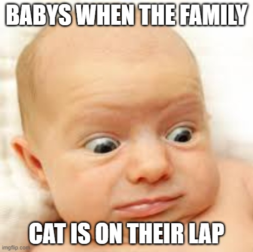 cat and baby | BABYS WHEN THE FAMILY; CAT IS ON THEIR LAP | image tagged in baby,cat | made w/ Imgflip meme maker