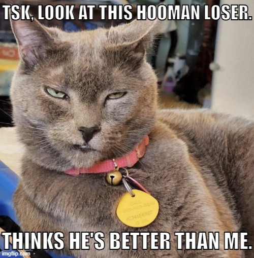 That is the most judgmental looking cat I've ever seen. xD | TSK, LOOK AT THIS HOOMAN LOSER. THINKS HE'S BETTER THAN ME. | image tagged in memes,funny,cats,judgemental | made w/ Imgflip meme maker