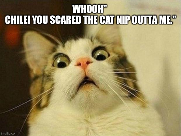 Scared cat | WHOOH” 
CHILE! YOU SCARED THE CAT NIP OUTTA ME.” | image tagged in memes,scared cat | made w/ Imgflip meme maker