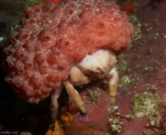 Furred Sponge Crab | image tagged in furred sponge crab | made w/ Imgflip meme maker